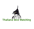 thailand bird watching