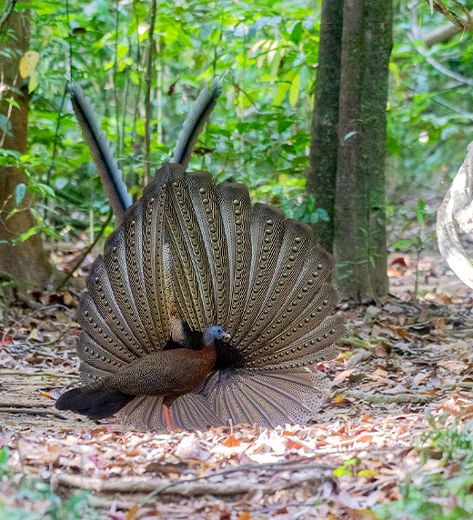 Dare to Explore with us Thailand Bird Photography