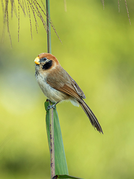 Central + North Thailand Bird Photography Tour 15 Days