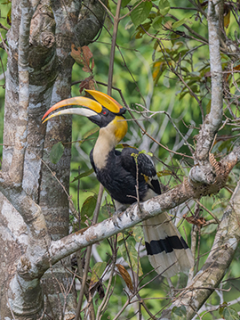 Central + Southern Thailand Bird Photography 9 Days