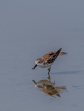 Khok Kham+Pak Thale+Kaeng Krachan Bird Photography Tour 5 Days