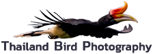 Thailandbirdphotography Logo