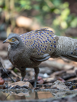 Central + North Thailand Bird Photography Tour 15 Days