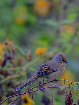 Doi Angkhang+Doi Lang Bird Photography Tour 3 Days