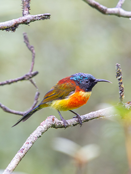 Doi Inthanon Bird Photography Tour 3 Days