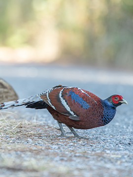 North Thailand Bird Photography Tour 7 Days