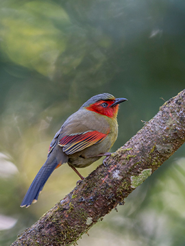 North Thailand Bird Photography Tour 9 Days