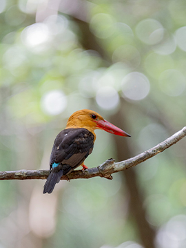 Ao Phang-Nga+Sri Phang-Nga Bird Photography Tour 3 Days